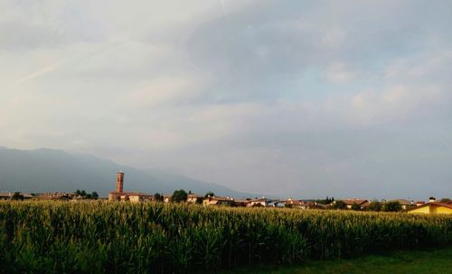 Scenic view of agricultural field against sky