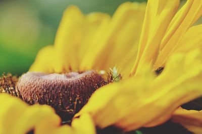 Close-up of yellow flowering plant