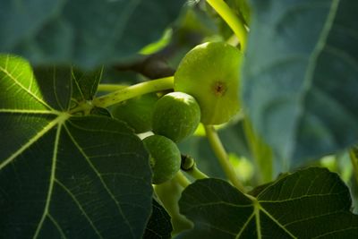 Close-up of fruits on plant