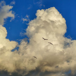 Low angle view of birds flying in sky