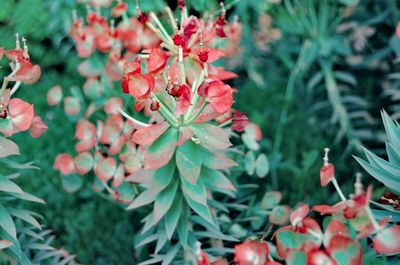 Close-up of red flowering plants