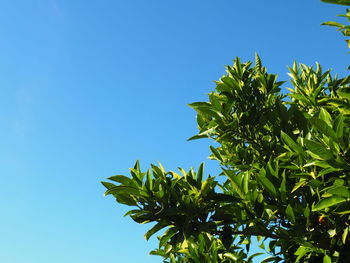 Low angle view of plant against clear blue sky