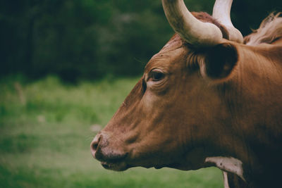 Close-up of cow looking away on field