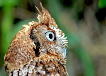 An owl looking into the distance with big eyes