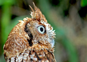 Close-up portrait of owl