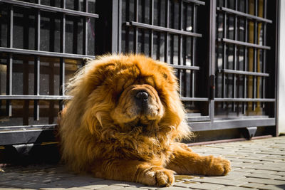 Dog chow chow breed lies on the ground pet