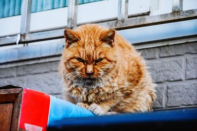 Cat looking away