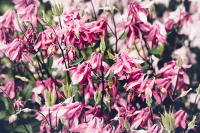 Close-up of pink flowering plants