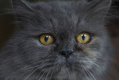 Close-up portrait of a cat