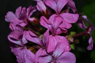 Close-up of wet pink flowering plant during rainy season