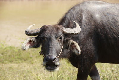 Close-up of a horse on field