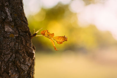 Close-up of insect on tree trunk