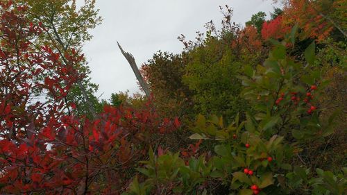 Scenic view of trees during autumn