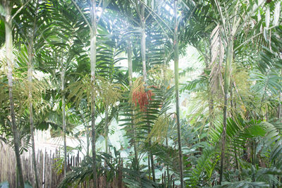 Plants growing on tree