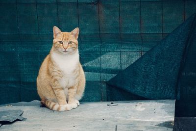 Portrait of cat sitting on floor