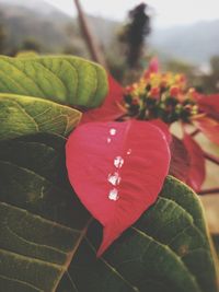 Close-up of red leaves on plant