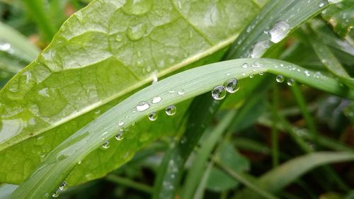 Close-up of wet plant leaves during rainy season