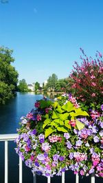 Close-up of pink flowers in lake