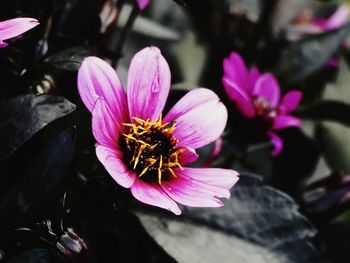 Close-up of pink flower