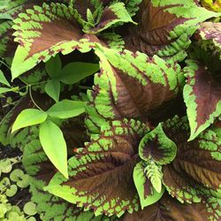 High angle view of leaves