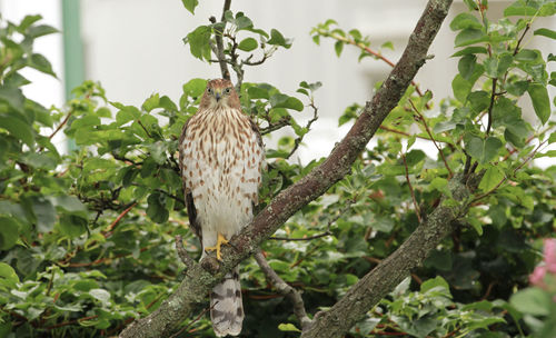 Bird perching on a tree