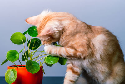 Close-up of cat against white background
