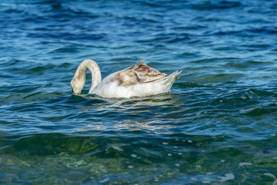 Duck swimming in sea