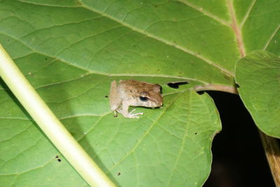 Close-up of grasshopper on leaf