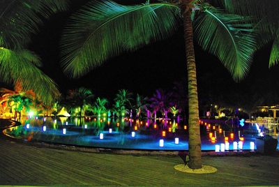 Palm trees at night