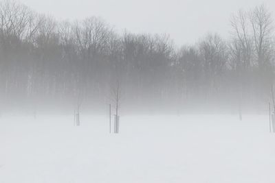 Bare trees on snow covered field