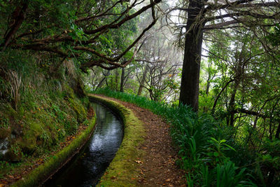 Road amidst trees in forest