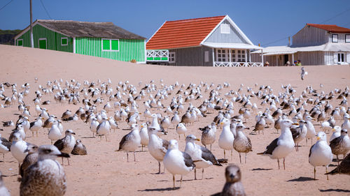 Flock of seagulls on beach