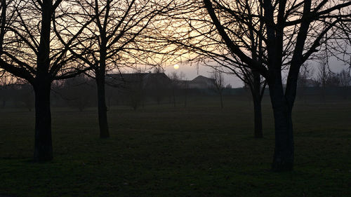 Bare trees on field against sky