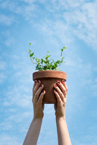 Low section of woman holding flower pot against sky