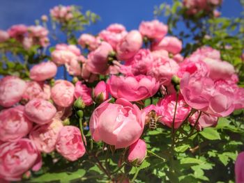 Close-up of pink flowers