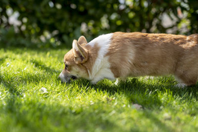 Dog running on field