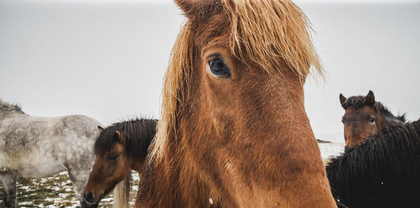 Close-up of horses on land