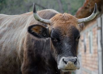 Close-up of a horse