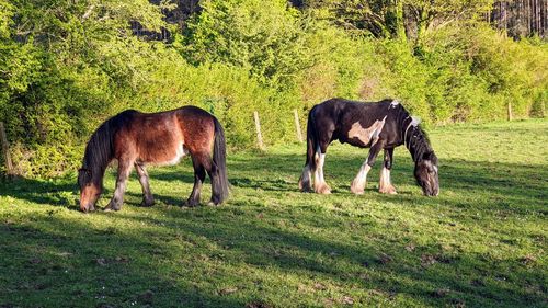 Horses grazing on field