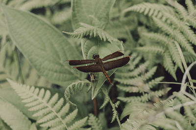 Close-up of insect on leaf