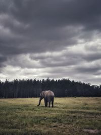 Elephant in the wild 