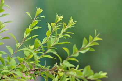 Close-up of plant growing on field