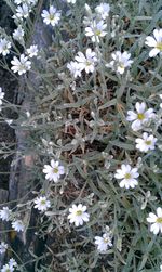 Close-up of white daisy flowers