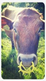 Close-up of a horse on field