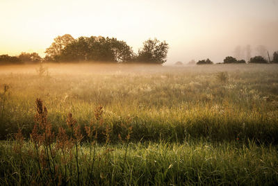 Scenic view of grassy field against sky