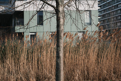 Plants growing on old building