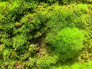 Full frame shot of moss growing on tree