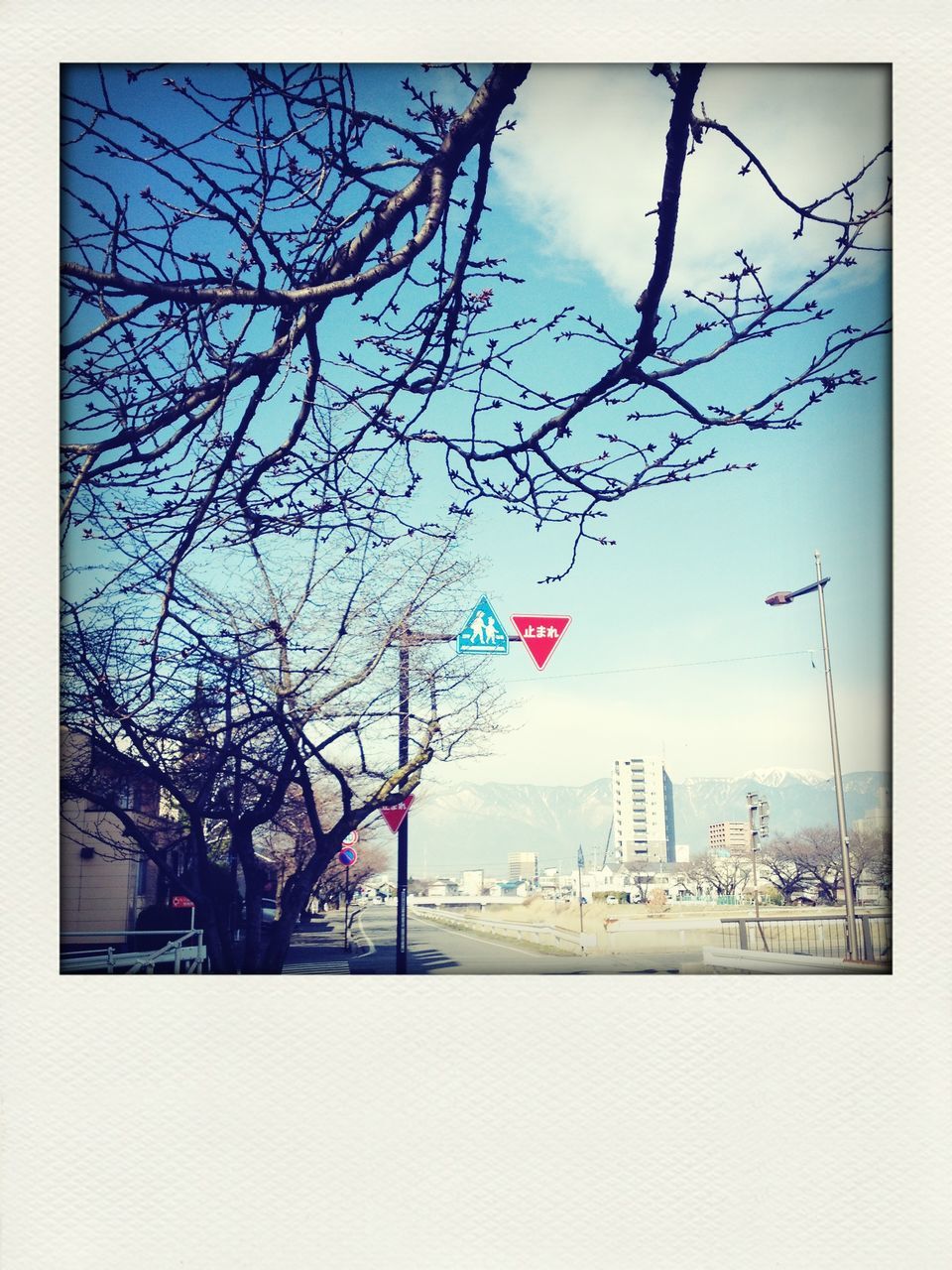 building exterior, bare tree, built structure, architecture, tree, transfer print, auto post production filter, city, sky, branch, low angle view, day, flower, building, outdoors, no people, street light, nature, cloud - sky, growth