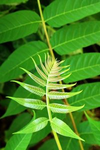 Close-up of green leaves 