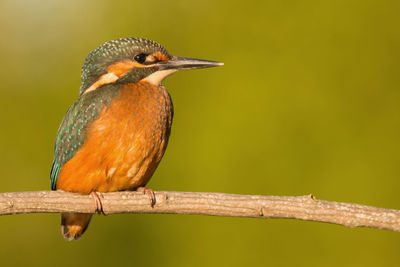 Close-up of bird perching on branch